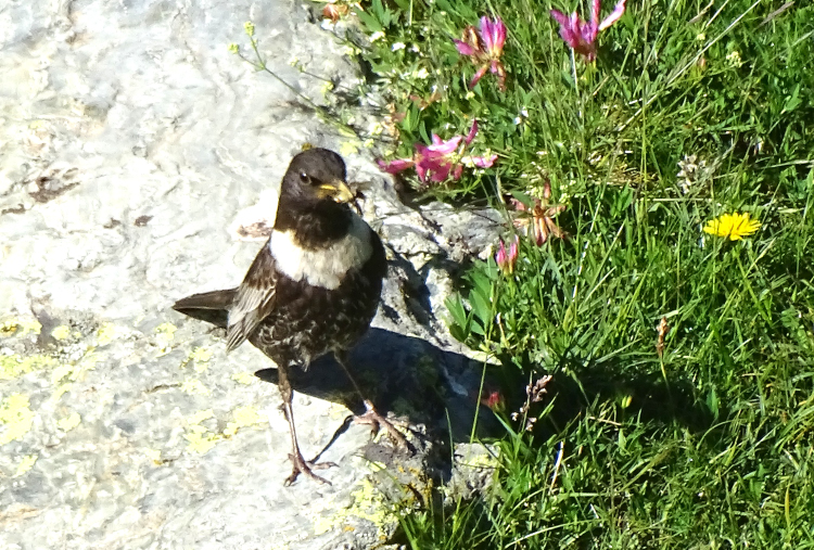 Merle à plastron Photo Cécilia Fridlender